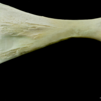 photo of Northern pike ceratohyal lateral view