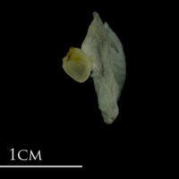 photo of Mediterranean moray opercular detail view