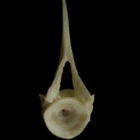 photo of Zander precaudal vertebra anterior view