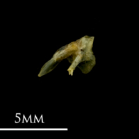 photo of Bullhead posttemporal medial view
