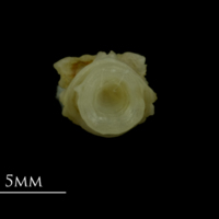 photo of Mediterranean moray basioccipital posterior view