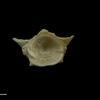 photo of Zander basioccipital posterior view