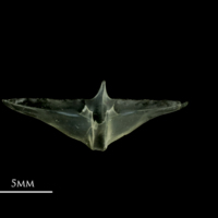 photo of Scad scute lateral view