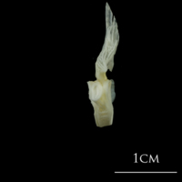 photo of European plaice first vertebra lateral view