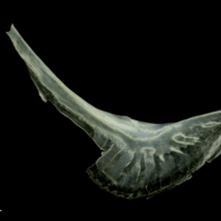 photo of Scad preopercular medial view