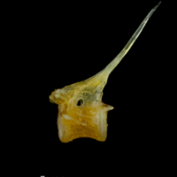 photo of Grey gurnard precaudal vertebra lateral view