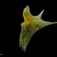 photo of Grey gurnard opercular lateral view