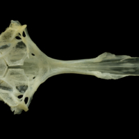 photo of Red mullet basioccipital parasphenoid dorsal view