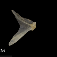 photo of Shore rockling opercular medial view