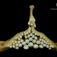 photo of Ballan wrasse pharyngeal dorsal view