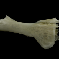 photo of Zander ceratohyal lateral view
