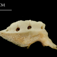 photo of Catfish pharyngeal lateral view