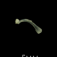 photo of Butterfish maxilla lateral view