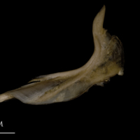 photo of White grouper cleithrum lateral view