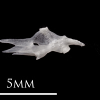 photo of European eel hyomandibular medial view