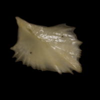 photo of Sturgeon scute medial view