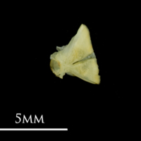 photo of Bullhead ultimate vertebra detail view