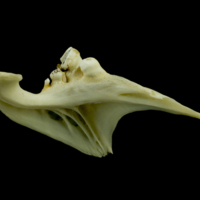 photo of Common carp pharyngeal ventral view