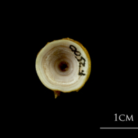 photo of Northern pike precaudal vertebra anterior view