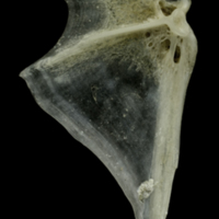 photo of Common pandora opercular medial view