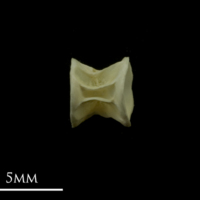 photo of Grayling precaudal vertebra lateral view