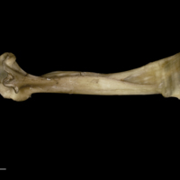 photo of Greater amberjack maxilla medial view