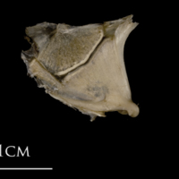 photo of White grouper quadrate medial view