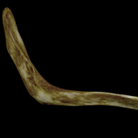 photo of European conger cleithrum medial view
