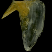 photo of Gilthead seabream subopercular medial view