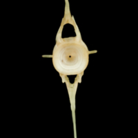 photo of Garfish caudal vertebra anterior view