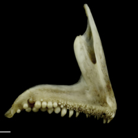 photo of Common pandora premaxilla medial view