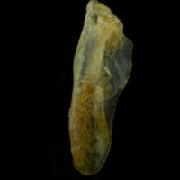 photo of Black seabream supracleithrum lateral view