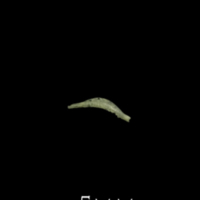 photo of Butterfish pharyngeal ventral view