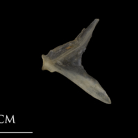 photo of Shore rockling opercular lateral view