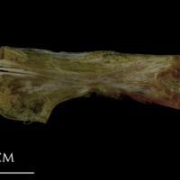 photo of Spanish mackerel ceratohyal medial view