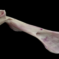 photo of Meagre maxilla medial view