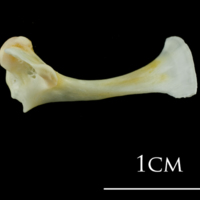 photo of European plaice maxilla medial view