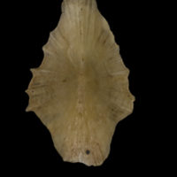 photo of Sturgeon scute medial view