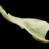 photo of Common carp cleithrum dorsal view