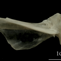 photo of Turbot hyomandibular lateral view