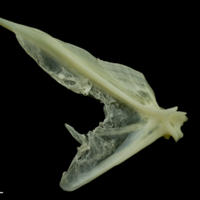 photo of Bullrout opercular medial view