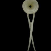 photo of Grayling precaudal vertebra anterior view