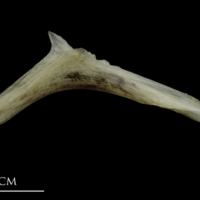 photo of Brill for assessment lateral view