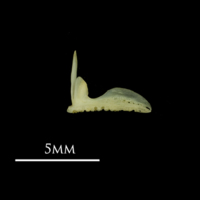 photo of Bullhead premaxilla lateral view