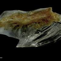 photo of Couch's seabream for assessment medial view