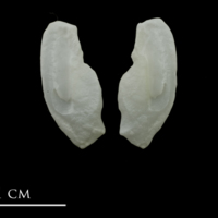 photo of European conger otolith(s) detail view