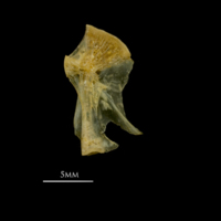 photo of Vendace hyomandibular medial view