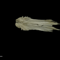 photo of Grayling vomer dorsal view