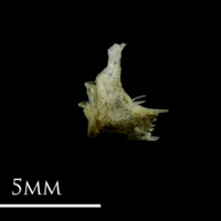 photo of Three-spined stickleback for assessment lateral view