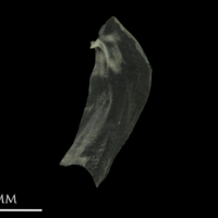 photo of European anchovy opercular medial view